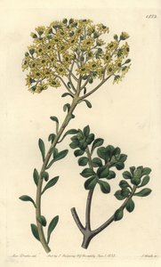 Variete de joubarb - Villous houseleek, Sempervivum villosum. Håndfarget kobberstikk av S. Watts etter en illustrasjon av Miss Sarah Drake fra Sydenham Edwards' Botanical Register, Ridgeway, London av Sydenham Teast Edwards