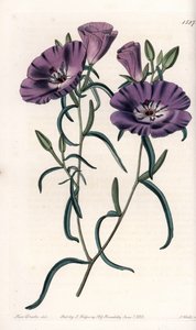 Variete of Clarkia, innfødt i Sør-Amerika Gravert av S.Watts, fra en illustrasjon av Sarah Anne Drake (1803-1857), fra Botanical Register of Sydenham Edwards (1768-1819), England av Sydenham Teast Edwards