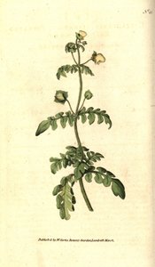 Variety of calceolar - Pinnated slipper-wort, Calceolaria pinnata. Håndfarget kobberstikk etter en botanisk illustrasjon av James Sowerby fra William Curtis' The Botanical Magazine, Lambeth Marsh, London av Sydenham Teast Edwards
