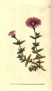 Variety of ficoid - Skjeggfiken ringblomst, Mesembryanthemum barbarum. Håndfarget kobberstikk etter en botanisk illustrasjon fra William Curtis' The Botanical Magazine, Lambeth Marsh, London av Sydenham Teast Edwards