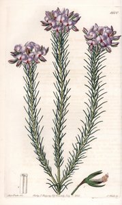 Variasjon av gompholobium (familie av belgfrukter), hjemmehørende i Australia - Plate gravert av S.Watts, fra en illustrasjon av Sarah Anne Drake (1803-1857), fra Botanical Register of Sydenham Edwards (1768-1819), England av Sydenham Teast Edwards