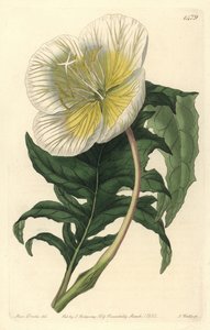 Variasjon av oenothere eller gress med esler eller nattlysa - Hvit oppreist nattlyla, Oenothera anisoloba. Håndfarget kobberstikk av S. Watts etter en illustrasjon av Sarah Drake fra Sydenham Edwards