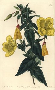 Variasjon av nattlysol eller gress med esler - Nattlysa, Oenothera fruticosa subsp. glauca (Glaucous oenothera, Oenothera glauca). Håndfarget kobberstikk av S. Watts etter en illustrasjon av Miss Sarah Drake fra Sydenham Edwards' av Sydenham Teast Edwards