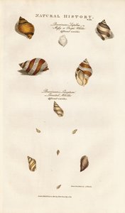 Ulike arter av kongesnegl av Sydenham Teast Edwards