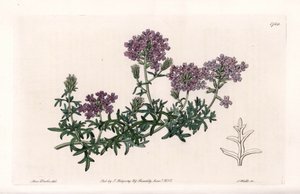 Verbena multifide - Gravert av S. Watts, fra en illustrasjon av Sarah Anne Drake (1803-1857), fra Botanical Register of Sydenham Edwards (1768-1819), England av Sydenham Teast Edwards