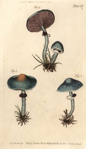 Verdigris-sopp eller irresopp, Stropharia aeruginosa, sopp, Cryptogamia. Håndfarget kobberstikk av F. Sansom av en botanisk illustrasjon av Sydenham Edwards til William Curtis' forelesninger om botanikk, som ble levert i Botanic Garden kl. av Sydenham Teast Edwards