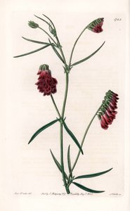 Vesces Variete - Plate gravert av S.Watts, fra en illustrasjon av Sarah Anne Drake (1803-1857), fra Botanical Register of Sydenham Edwards (1768-1819), England av Sydenham Teast Edwards