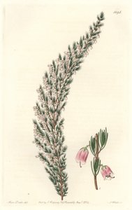 Vesicular Epiary, opprinnelig fra Europa - Water forte av S. Watts fra en illustrasjon av Sarah Anne Drake (1803-1857), fra Botanical Register av Sydenham Teast Edwards