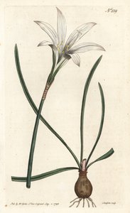 Virginia Amaryllis - Atamasco-lilje, Zephyranthes atamasco (Amaryllis atamasco) - Håndfarget kobberstikk av Sansom etter en illustrasjon av Sydenham Edwards fra William Curtis' Botanical Magazine, London av Sydenham Teast Edwards