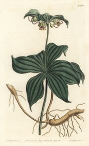 Virginia Medeole eller villagurk - Indisk agurk, Medeola virginiana. Håndfarget kobberstikkgravering av F. Sansom Jr. etter en illustrasjon av Sydenham Edwards fra William Curtis 