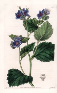 Viscous Phacelia - Plate gravert av S.Watts, fra en illustrasjon av Sarah Anne Drake (1803-1857), fra Botanical Register of Sydenham Edwards (1768-1819), England av Sydenham Teast Edwards