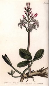 Vann trefle eller menyanthe vann trefle. Farget kobberstikk, illustrasjon av Sydenham Edwards (1768-1819) for Conferences of Botanical, Botanical Garden of Lambeth (England) av Sydenham Teast Edwards