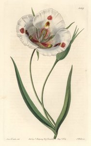 Hvitblomstret calochorte (mariposa), hjemmehørende i California - Spotted Calochortus eller sommerfugl mariposa lilje, Calochortus venustus, hjemmehørende i California - Håndfarget kobberstikk av S. Watts etter en illustrasjon av Miss Drake, fra Sydenham E av Sydenham Teast Edwards
