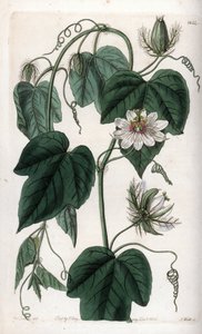White flower passionflower - Gravert tavle av S.Watts, fra en illustrasjon av Sarah Anne Drake (1803-1857), fra Botanical Register of Sydenham Edwards (1768-1819), England av Sydenham Teast Edwards