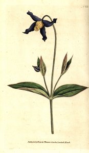 Helbladsklematitt - helbladet klematis eller jomfrusløver, Clematis integrifolia. Håndfarget kobberstikk etter en botanisk illustrasjon fra William Curtis' The Botanical Magazine, Lambeth Marsh, London av Sydenham Teast Edwards