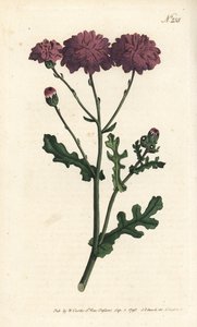 Vill cineraire - Lilla jordsel eller ragwort, Senecio elegans. Håndfarget kobberstikk av Sansom etter en illustrasjon av Sydenham Edwards fra William Curtis' Botanical Magazine, London av Sydenham Teast Edwards