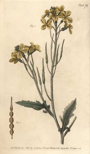 Vill reddik, Raphanus raphanistrum, Siliquosa. Håndfarget kobberstikk av F. Sansom av en botanisk illustrasjon av Sydenham Edwards for William Curtis