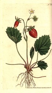 Villjordbær, Fragaria vesca (Enbladet jordbær eller jordbær fra Versailles, Fragaria monophylla). Håndfarget kobberstikk etter en botanisk illustrasjon fra William Curtis