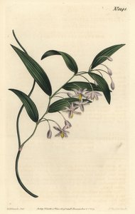 Wombatbær, eller bredbladet eustrephus, Eustrephus latifolius. Håndfarget kobberstikkgravering av F. Sansom Jr. etter en illustrasjon av Sydenham Edwards fra William Curtis 