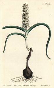 Wurmbea monopetala (mangeblomstret melanthium, Melanthium monopetalum). Håndfarget kobberstikk av F. Sansom Jr. etter en illustrasjon av Sydenham Edwards fra William Curtis' Botanical Magazine, T. Curtis, London av Sydenham Teast Edwards