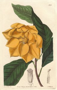 Gulblomstret Magnolia, hjemmehørende i Java (Indonesia) - Strong water av S. Watts fra en illustrasjon av Sarah Anne Drake (1803-1857), fra Botanical Register av Sydenham Teast Edwards