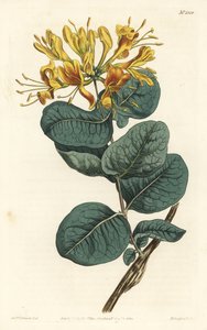 Gulblomstret trebink, Lonicera flava. Håndfarget kobberstikk av F. Sansom Jr. etter en illustrasjon av Sydenham Edwards fra William Curtis' Botanical Magazine, T. Curtis, London av Sydenham Teast Edwards