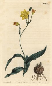 Gul cyanella, Cyanella lutea. Håndfarget kobberstikkgravering av F. Sansom Jr. etter en illustrasjon av Sydenham Edwards fra William Curtis 