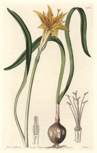 Gul pyrolirion (Amaryllis arvensis), hjemmehørende i Peru - Strong water av S. Watts fra en illustrasjon av Sarah Anne Drake (1803-1857), hentet fra det botaniske registeret av Sydenham Teast Edwards