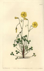 Gul skogsorrel, Oxalis micrantha (Cummings oxalis, Oxalis cummingii). Håndfarget kobberstikk av S. Watts etter en illustrasjon av William Herbert fra Sydenham Edwards
