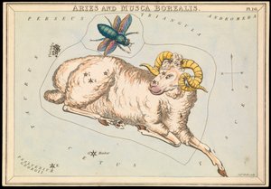 Væren og Musca borealis, ca. 1825 (kort, papir, silkepapir)