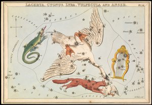 Lacerta, Cygnus, Lyra, Vulpecula og Anser, ca. 1825 (kort, papir, vev) av Sydney Hall