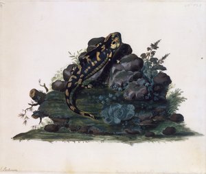 Salamander, akvarell av Sidney Parkinson (ca 1745-1771), Storbritannia