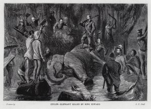 Elefant drept av kong Edward VII (litho)