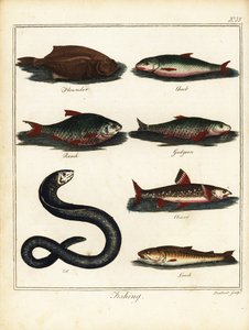 Fiske: flyndre, lubbe, mort, løkke, røye, ål, loach. 1792 (gravering)