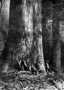 Kjempeeukalyptus, Australia, 1886
