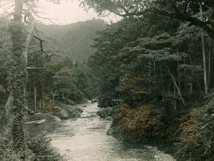 Høstskog i Yamanaka-regionen, cirka 1900–1915 (fotografi)