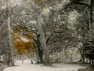 Hundreårige trær i Shimogamo-parken, Kyoto, cirka 1900–1915 (fotografi)