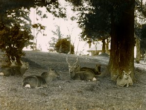 Dåhjort i Kasauga Taisha Park, Nara, cirka 1900–1915 (fotografi) av Teijiro Takagi