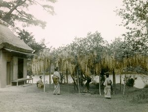 Glysin i blomst ved Nagaoka-Kyo i Kyoto ca. 1900–1915 (fotografi)