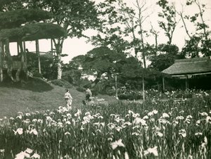 Horikiri Shobuens irishage i Tokyo, ca. 1900–1915 (fotografi) av Teijiro Takagi