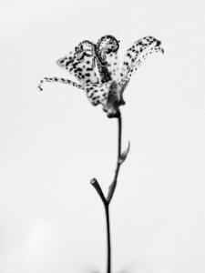 Amid the Flowers 18, 2021 (s/hvitt-bilde) av Teis Albers