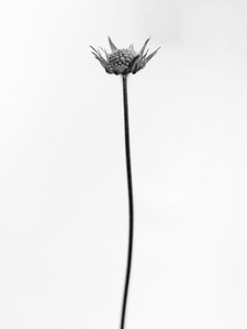 Amid the Flowers 33, 2021 (s/hvitt-bilde)