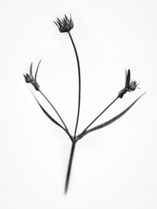 Amid the Flowers 34, 2021 (s/hvitt-bilde)