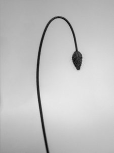 Amid the Flowers 39, 2021 (s/hvitt-bilde) av Teis Albers