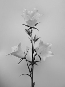 Amid the Flowers 43, 2021 (s/hvitt-bilde)