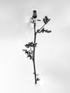Amid the Flowers 48, 2021 (s/hvitt-bilde)