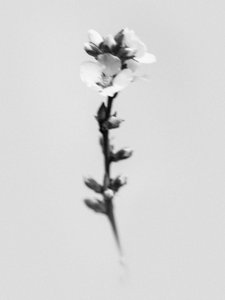 Amid the Flowers 55, 2021 (s/hvitt-bilde)