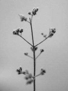 Amid the Flowers 5, 2021 (s/hvitt-bilde) av Teis Albers