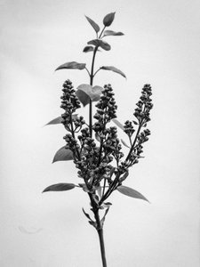 Amid the Flowers 66, 2021 (s/hvitt-bilde) av Teis Albers