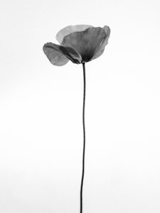 Amid the Flowers 68, 2021 (s/hvitt-bilde)